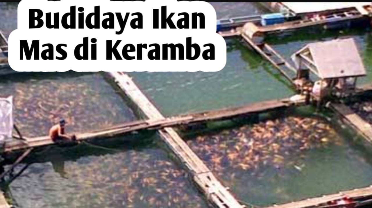 Tips Memulai Budidaya Ikan Mas di Dalam Keramba