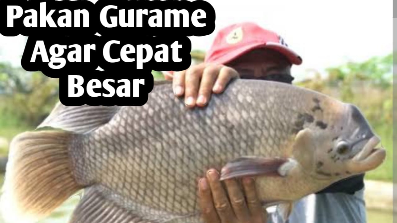 Tips Agar Ikan Gurame Cepat Besar, Berikan 7 Makanan Ini