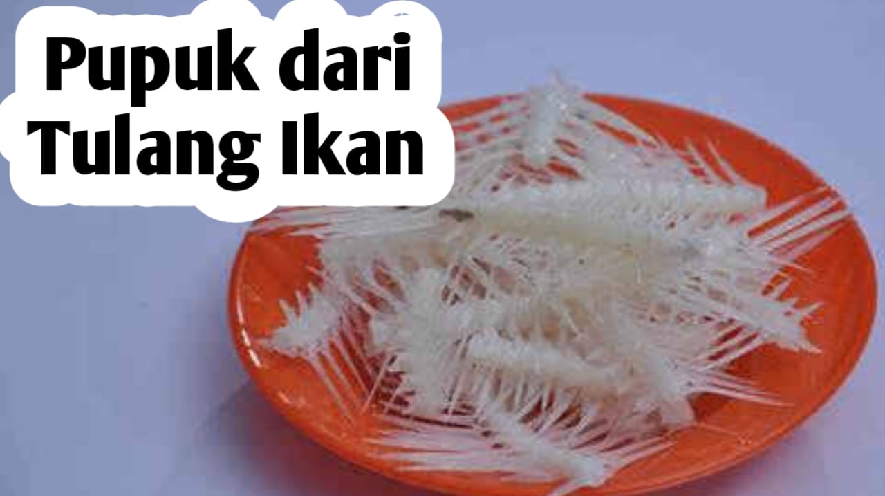 Manfaat Pupuk Organik dari Tulang Ikan