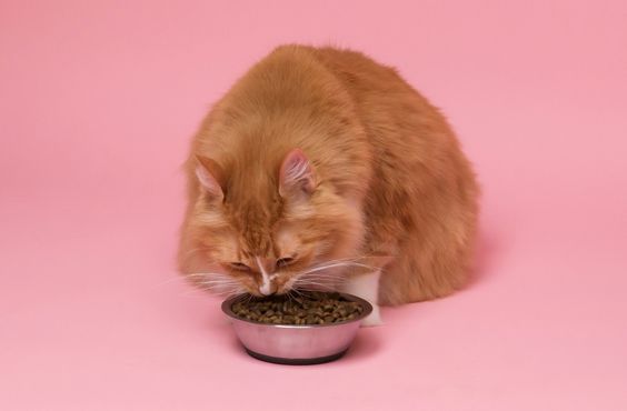 Simak 6 Penyebab Kucing Tidak Mau Makan