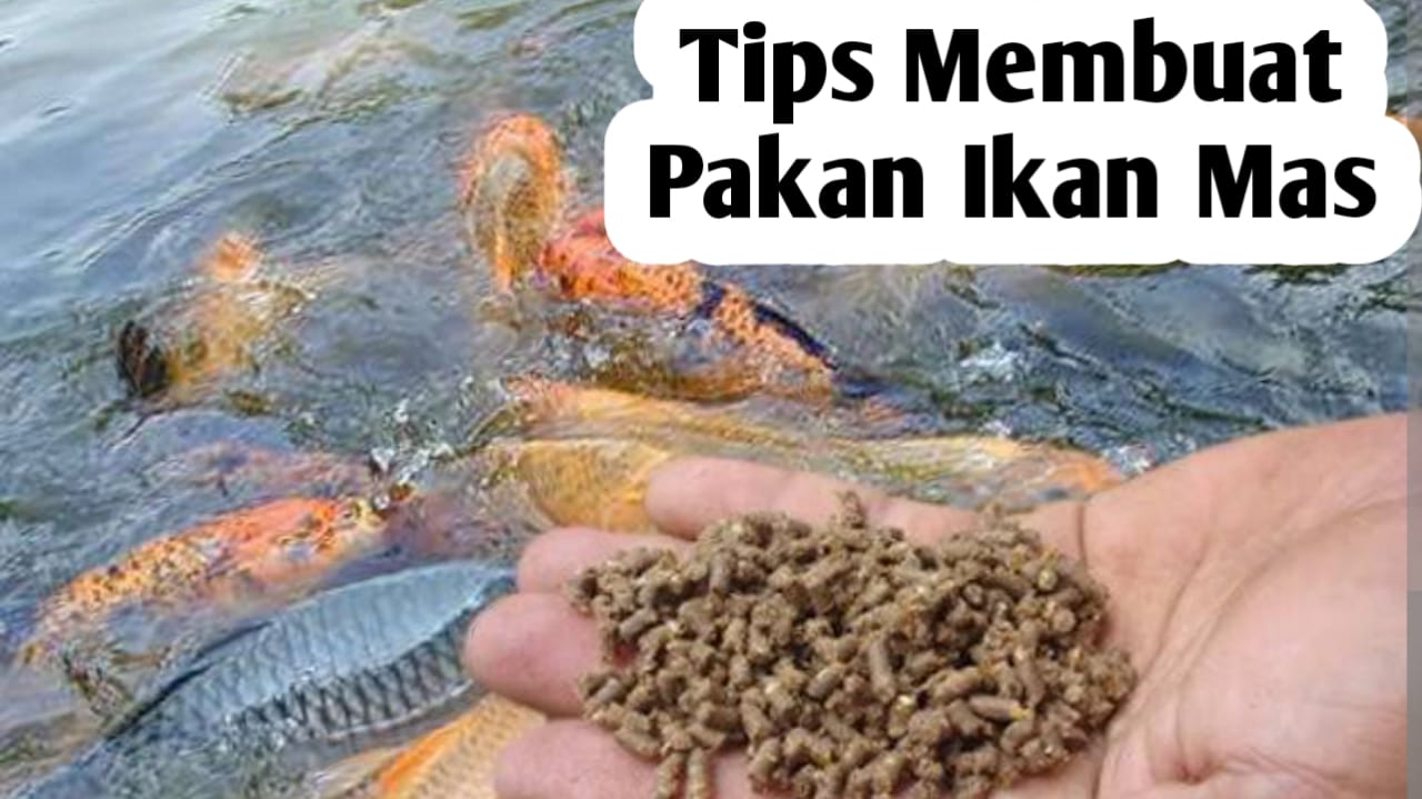 Tips Membuat  Pelet untuk Pakan Ikan Mas