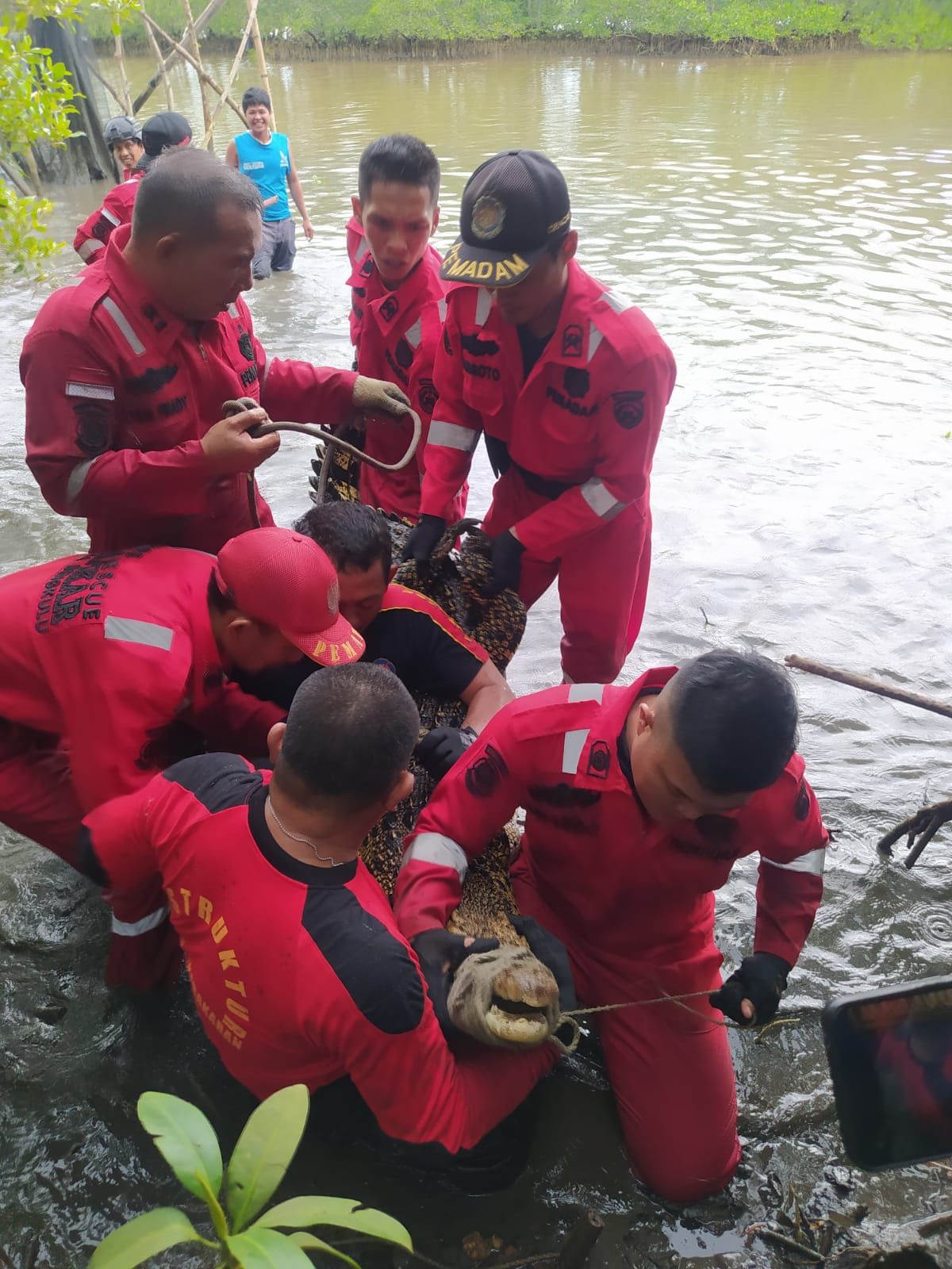 Buaya Muara Jenggalu Berukuran 1,5 Meter Masuk Keramba Nelayan 