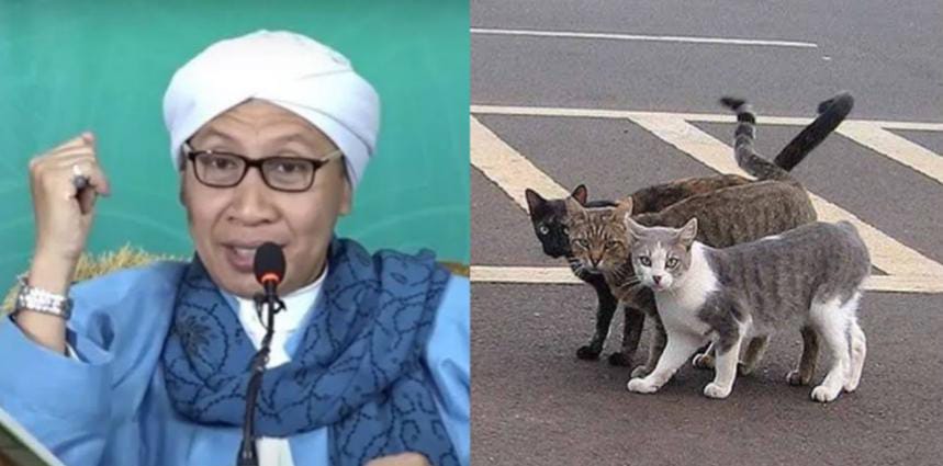 Benarkah Menabrak Kucing Bisa Mendatangkan Musibah? Ini Kata Buya Yahya