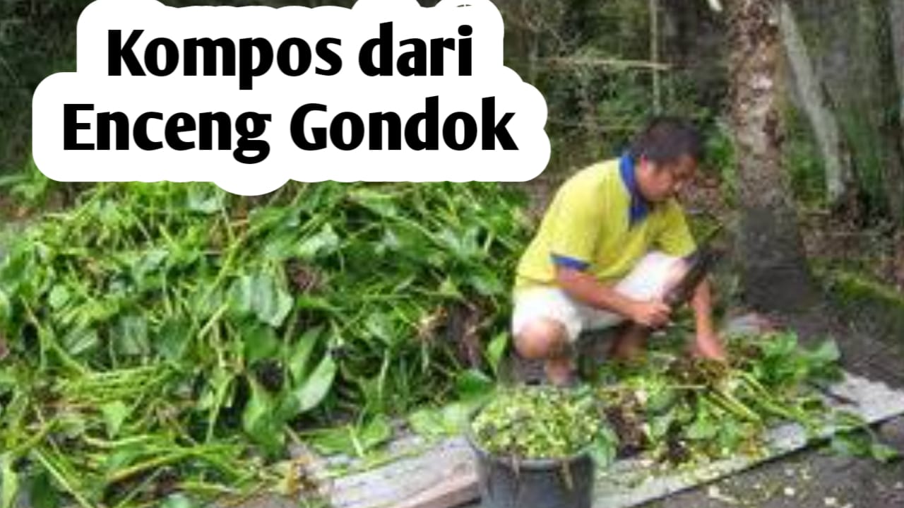 Mudah, Ini Cara Membuat Pupuk Kompos dari Limbah Eceng Gondok