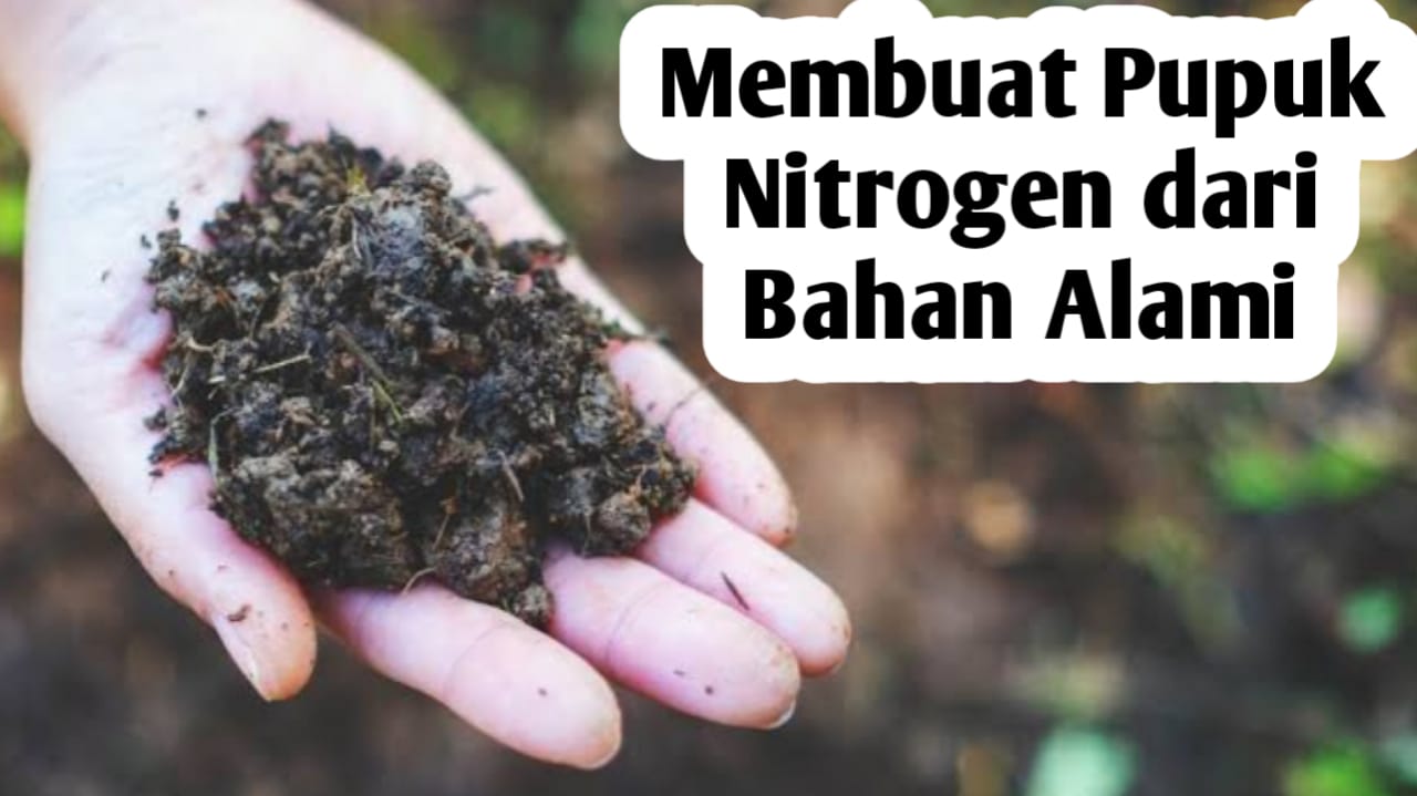 Membuat Pupuk Nitrogen dari Bahan Alami