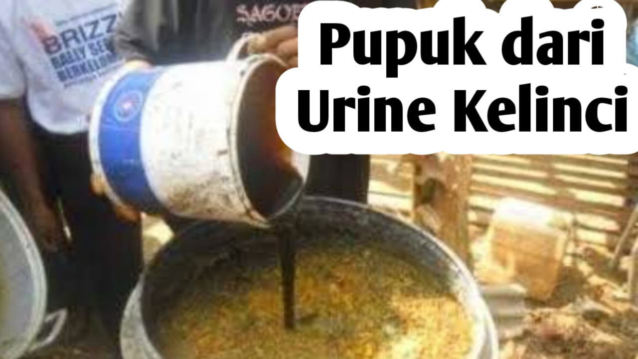 Pupuk dari Urine Kelinci, Ini Manfaatnya