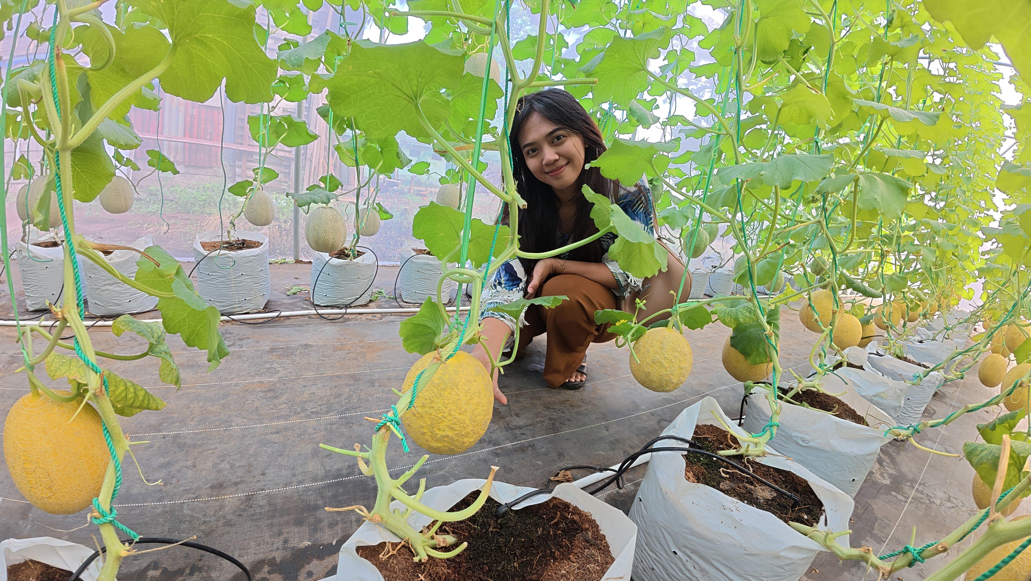 Agro Edu Wisata Toboponik: Destinasi Edukasi Pertanian Modern di Bengkulu