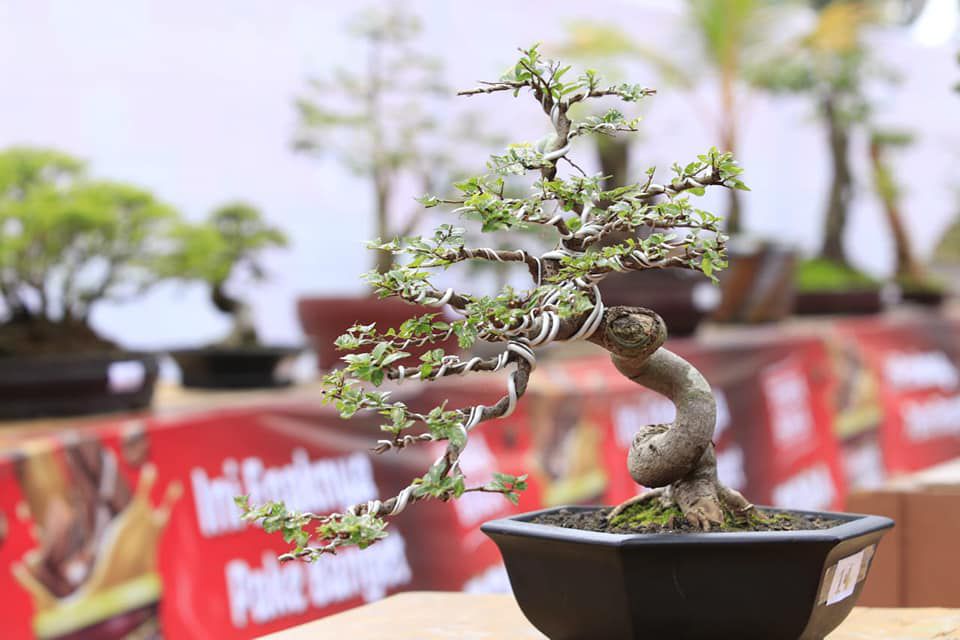 Rayakan HUT ke-24 Rakyat Bengkulu, PPBI-RB Gelar Pameran dan Kontes Bonsai Terbuka