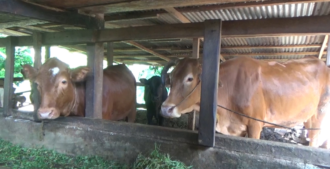 Rincian Hewan Kurban Bengkulu Utara, 7.866 Sapi dan 5.292 Kambing Siap Potong
