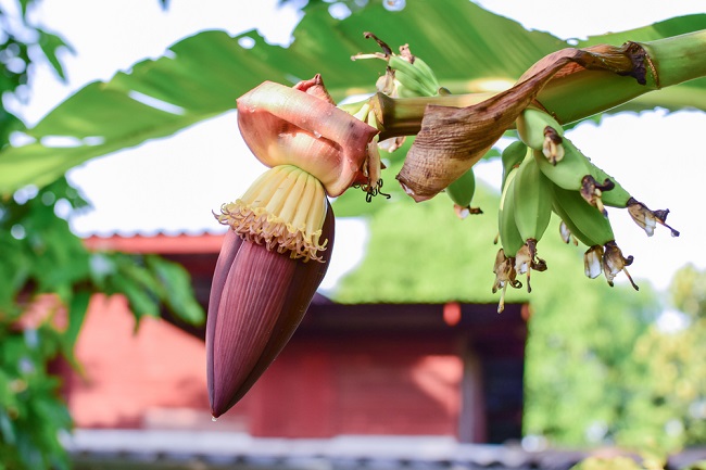 Banyak yang Belum Tahun Manfaat Jantung Pisang