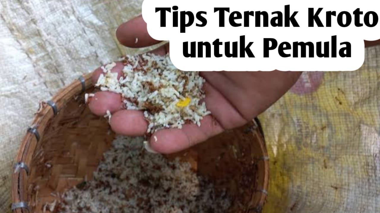 Tips Ternak Kroto untuk Pemula, Simak Selengkapnya