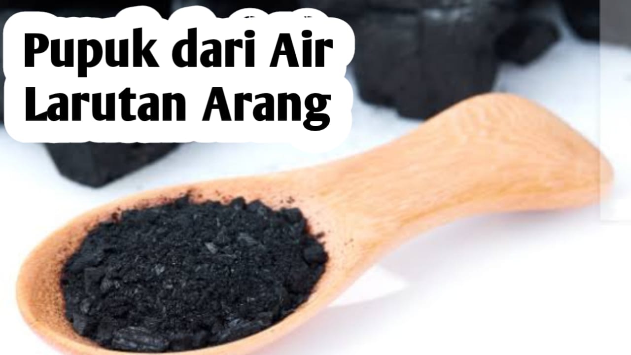 Manfaatkan Air Larutan Arang sebagai Pupuk Tanaman, Begini Cara Membuatnya