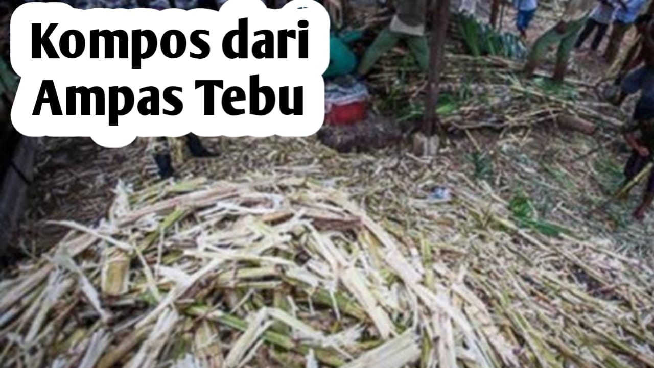 Cara Praktis Membuat Pupuk Kompos dari Ampas Tebu dan Manfaatnya