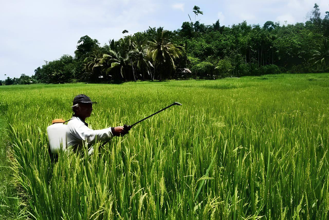 Lahan Pertanian di Kota Bengkulu Menyempit, DAK Pusat untuk Sektor Pertanian Tak Turun