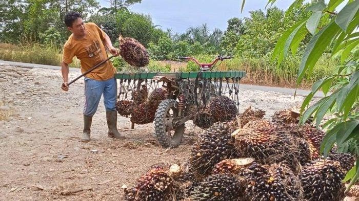 Harga TBS Sawit di Mukomuko Tertinggi di Bengkulu, Petani Tetap Diuntungkan 