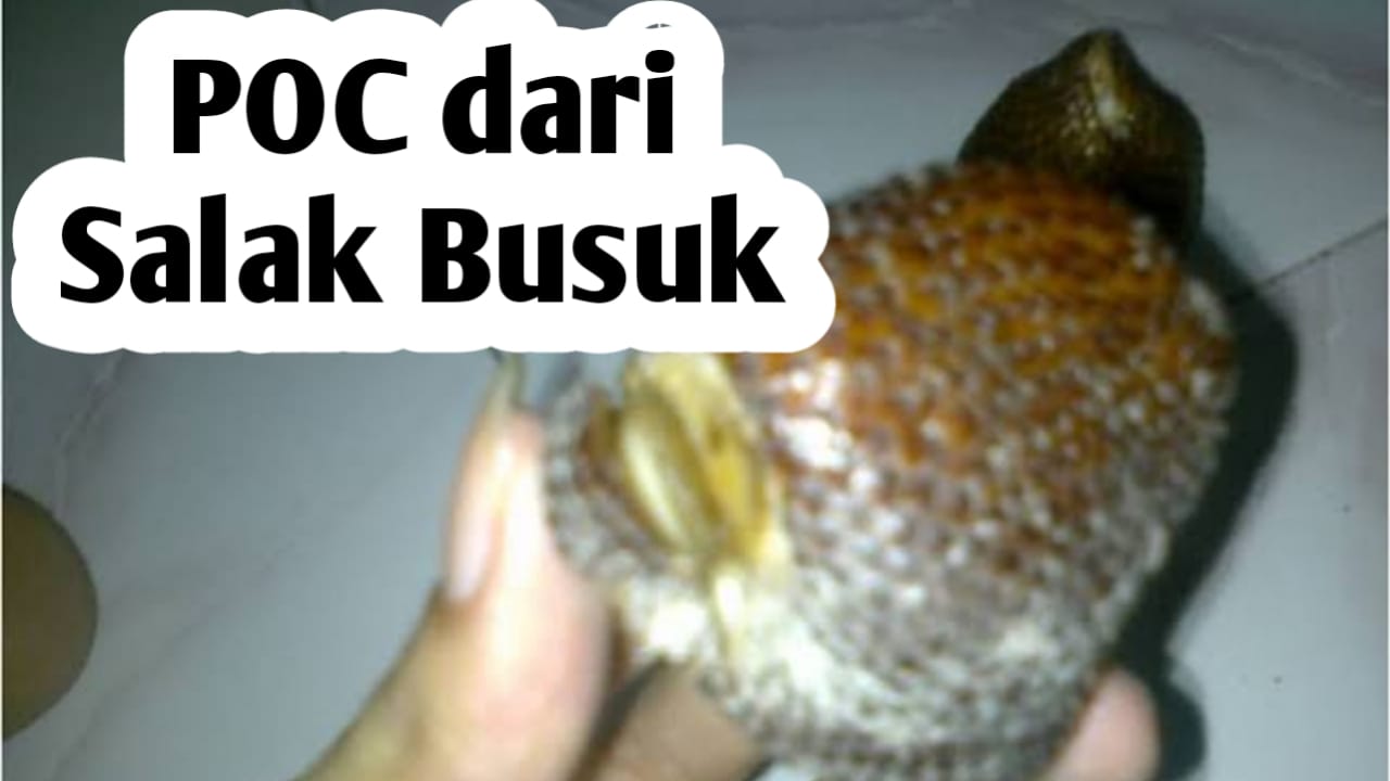 Membuat Pupuk Cair dari Buah Salak Busuk, Ini Manfaatnya untuk Tanaman