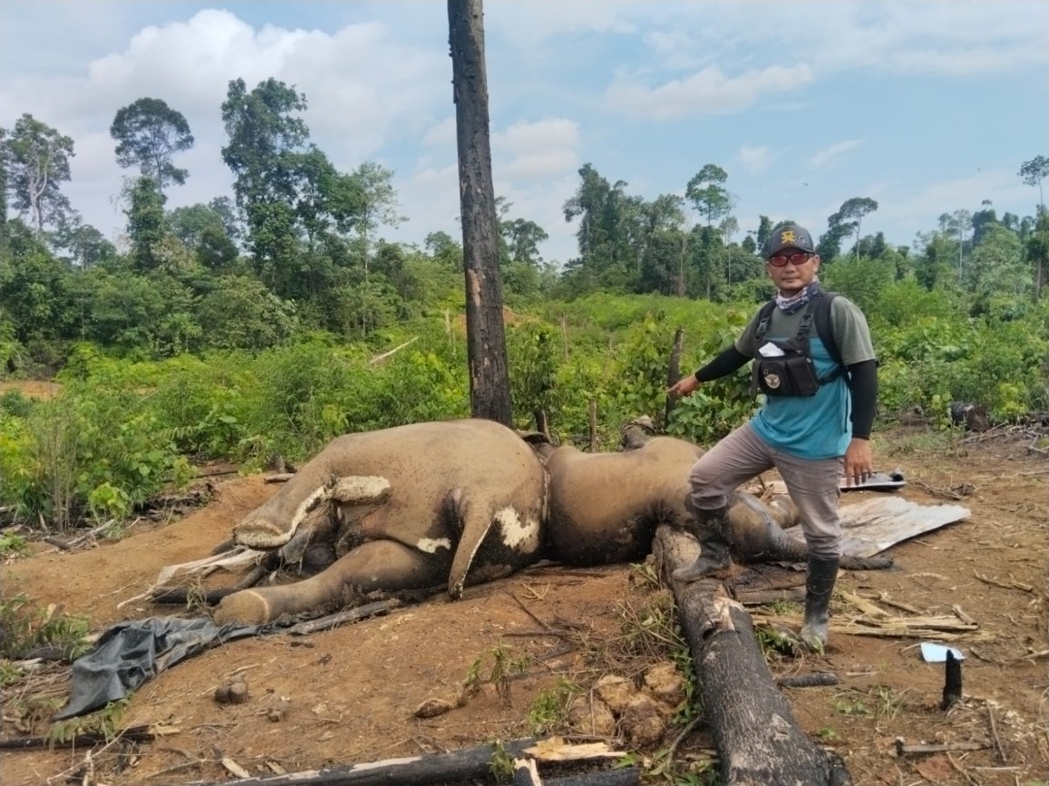 Misteri Kematian Gajah di Mukomuko, Polisi Turun Tangan Selidiki Dugaan Ancaman Serius Habitat Liar