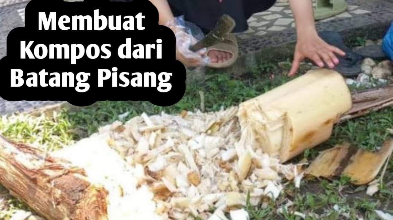 Membuat Pupuk Kompos dari Pohon Pisang, Ini Manfaatnya