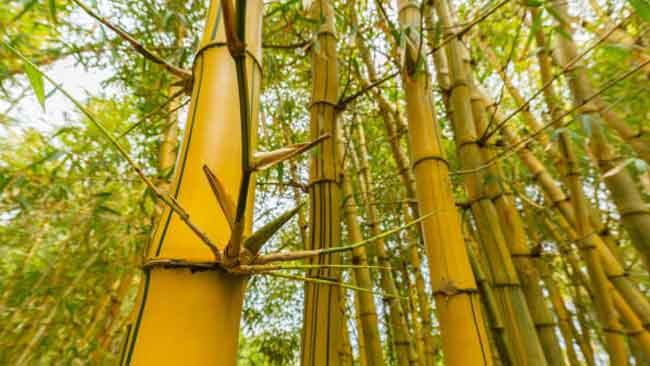 Bambu Kuning Dipercaya Bisa Tangkal Santet dan Jin Jahat Masuk ke Rumah