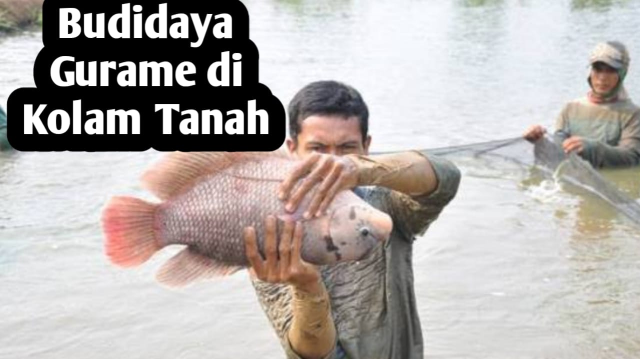 Tips Budidaya Ikan Gurame di Kolam Tanah, Simak Selengkapnya