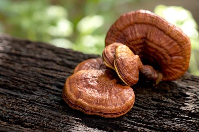 Inilah Manfaat Jamur Reishi  dan Risikonya pada Tubuh