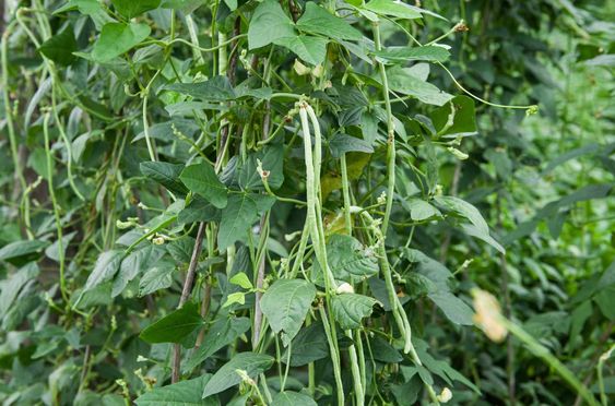 Jarang Diketahui, Inilah 10 Manfaat Daun Kacang Panjang Untuk Kesehatan 