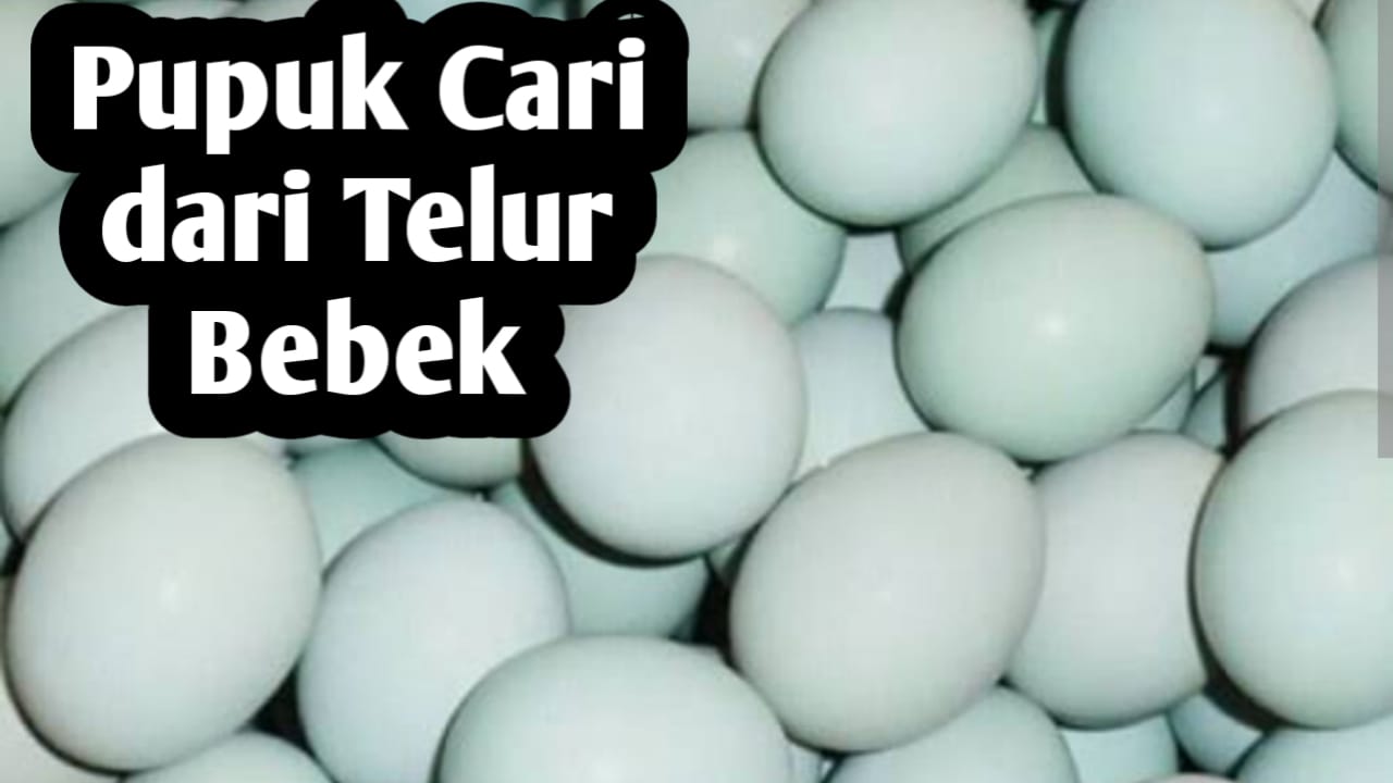 Cara Membuat Pupuk Cair dari Telur Bebek