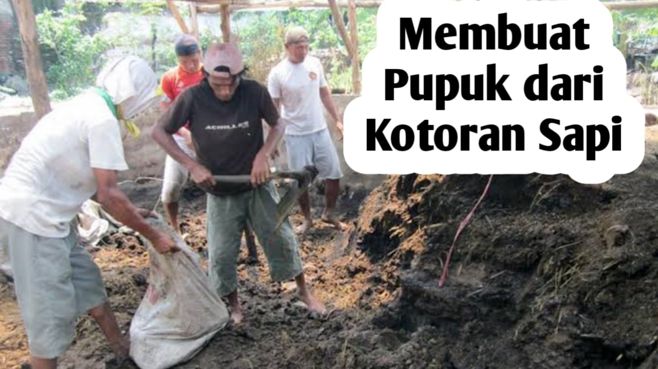 Ini Langkah-Langkah dalam Membuat Pupuk Kandang dari Kotoran Sapi