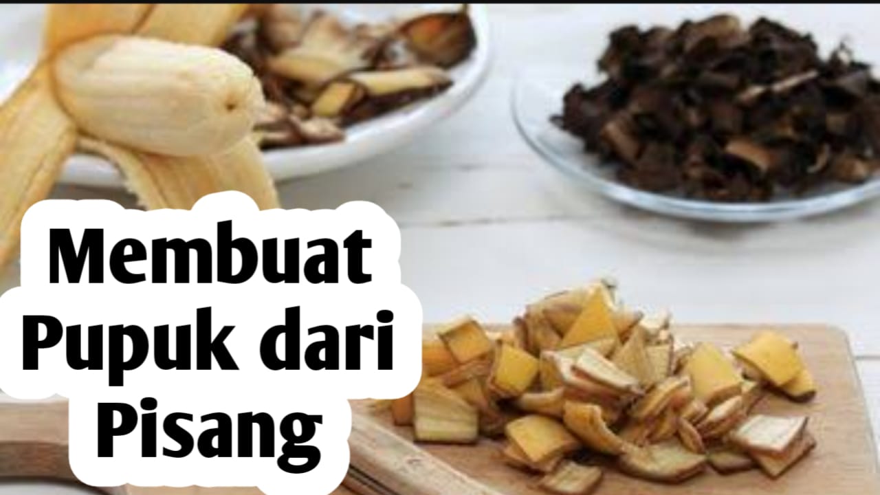 Cara Membuat Pupuk dari Pisang