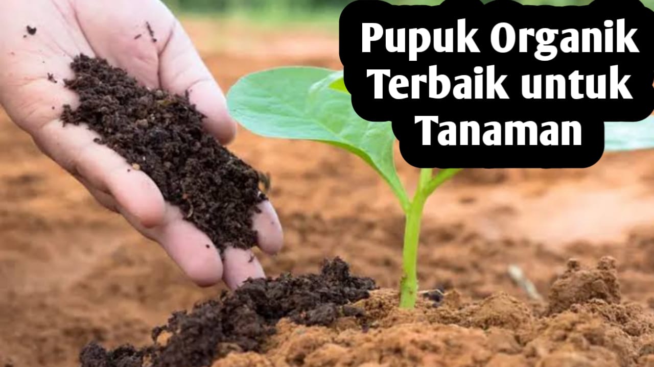 Ini 8 Jenis Pupuk Organik Terbaik Bagi Tanaman