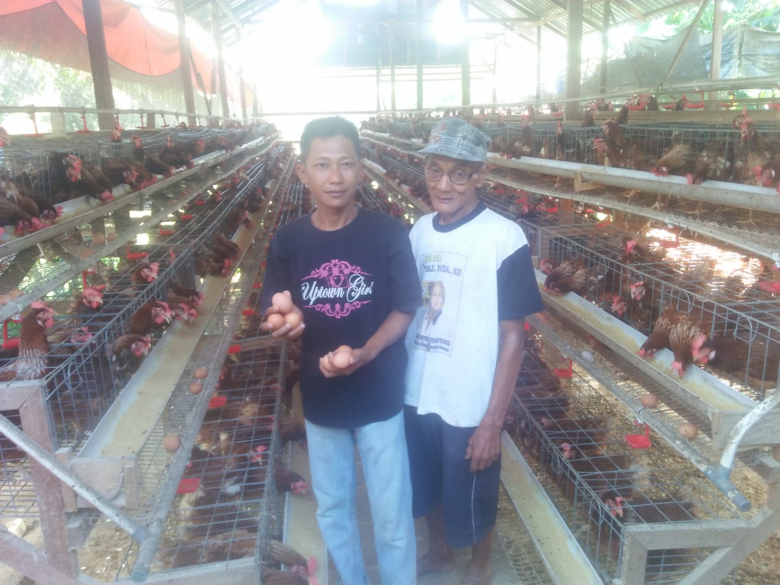 Ini 3 Jenis Pakan Ayam Petelur Terbaik, Agar Hasil Produksi Melimpah