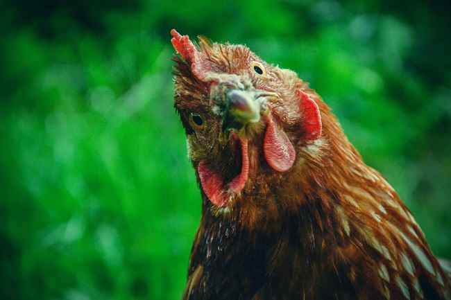 Sering Takut Melihat Ayam? Bisa Jadi Kamu Terkena Alektorophobia