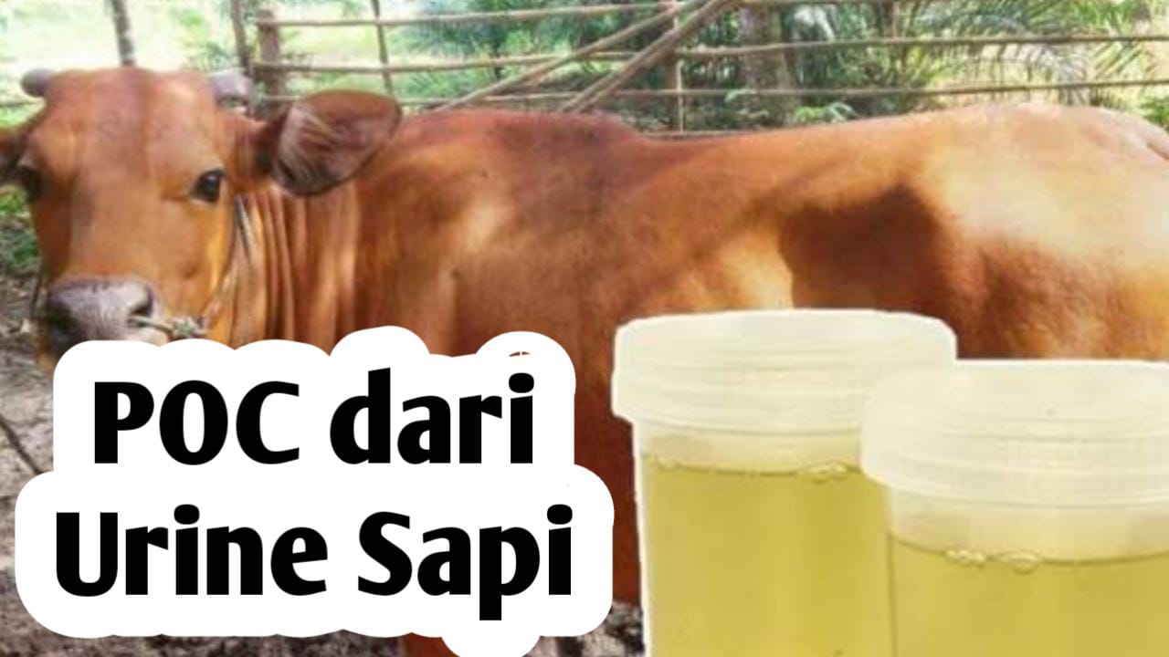 Manfaatkan Urine Sapi Sebagai Bahan Pembuatan Pupuk Organik Cair