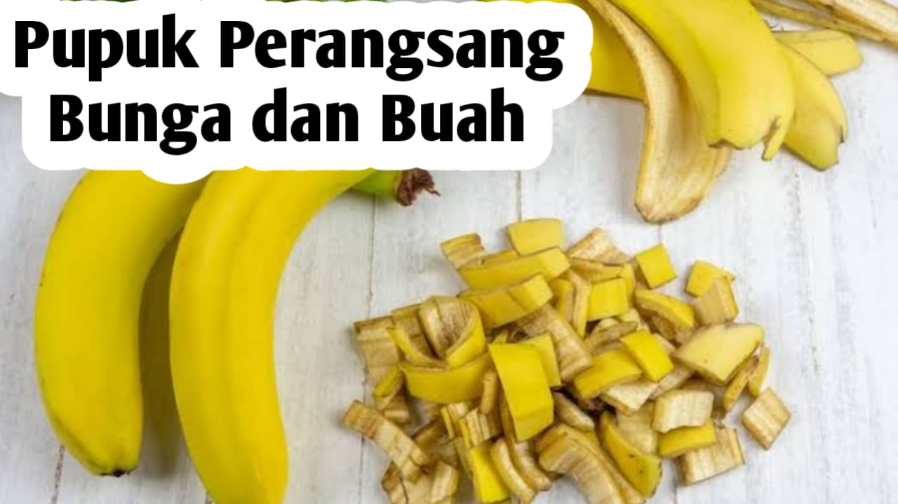 Cara Membuat  Pupuk Organik Perangsang Bunga dan Buah