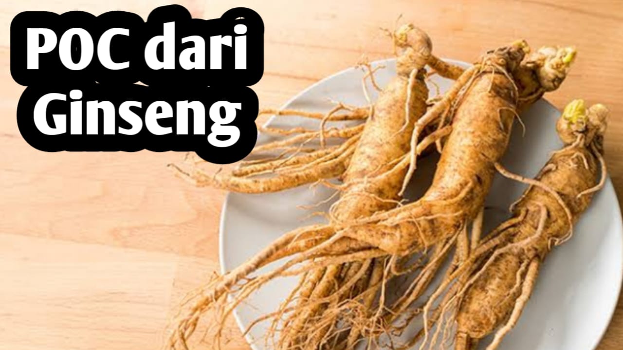 Membuat Pupuk Organik Cair dari Ginseng, Mampu Menambah Ketahanan Tanaman