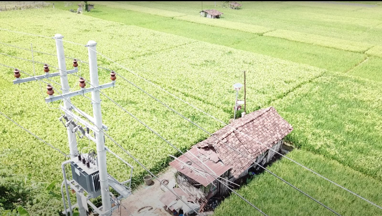 Program Electrifying Agriculture PLN Mampu Tingkatkan Produktivitas Pertanian Padi di Ponorogo