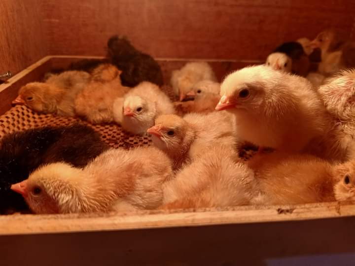 Rahasia Memberi Pakan Anak Ayam, Bikin Cepat Besar dan Montok