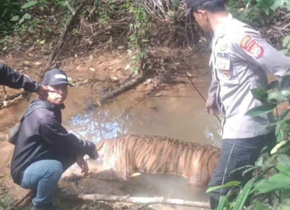 Hutan Mukomuko Makin Mencekam, Kini Harimau Sumatera Mati di Tengah Kebun Sawit Ilegal