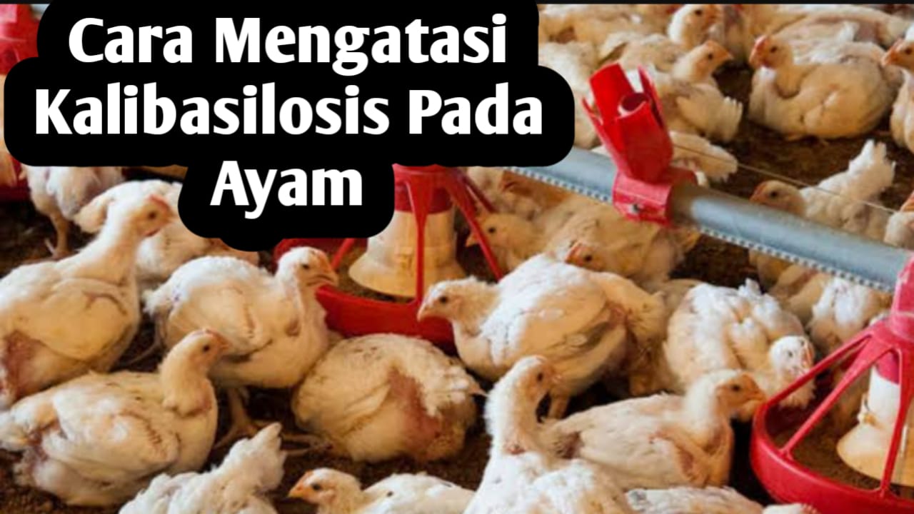 Kenali Bahaya Penyakit Kolibasilosis pada Ayam Ternak, Ini Cara Mengatasinya