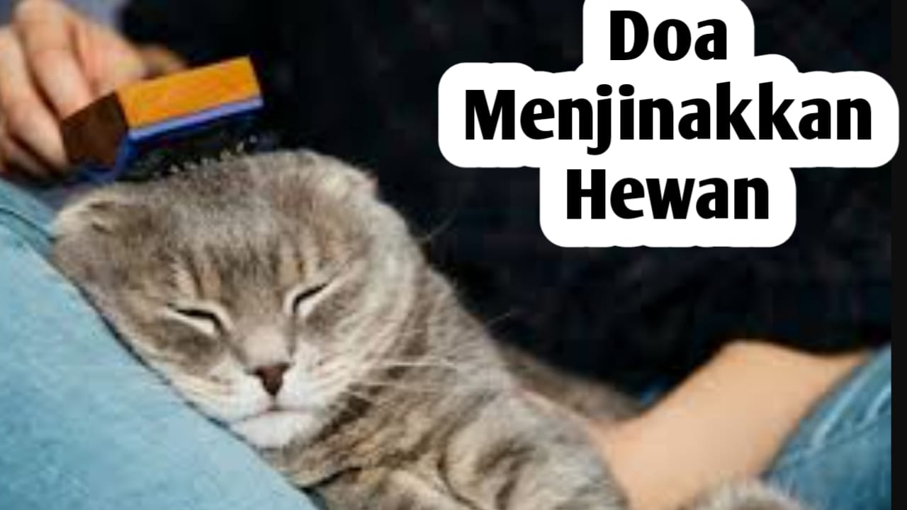 Doa Menundukan dan Menjinakkan Hewan, Amalkan Saat Membeli Hewan Peliharaan