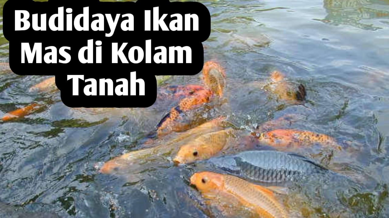Tips Memulai Budidaya Ikan Mas di Kolam Tanah