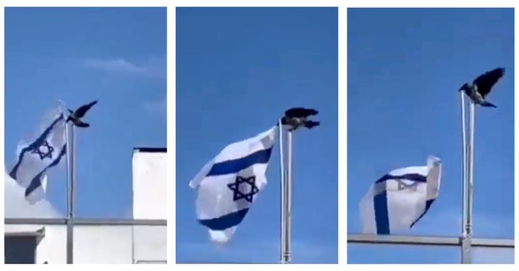 Viral Video Burung Gagak Merobek Bendera Israel, Pertanda Apa?