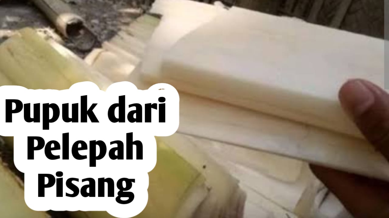 Mengolah Pelepah Pisang Menjadi Pupuk Organik, Ini Manfaatnya