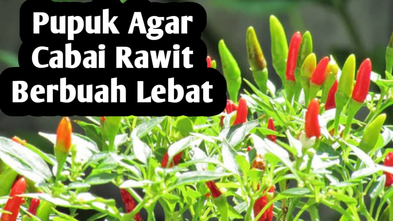 Cara Membuat Pupuk Racikan Agar Cabai Rawit Berbuah Lebat