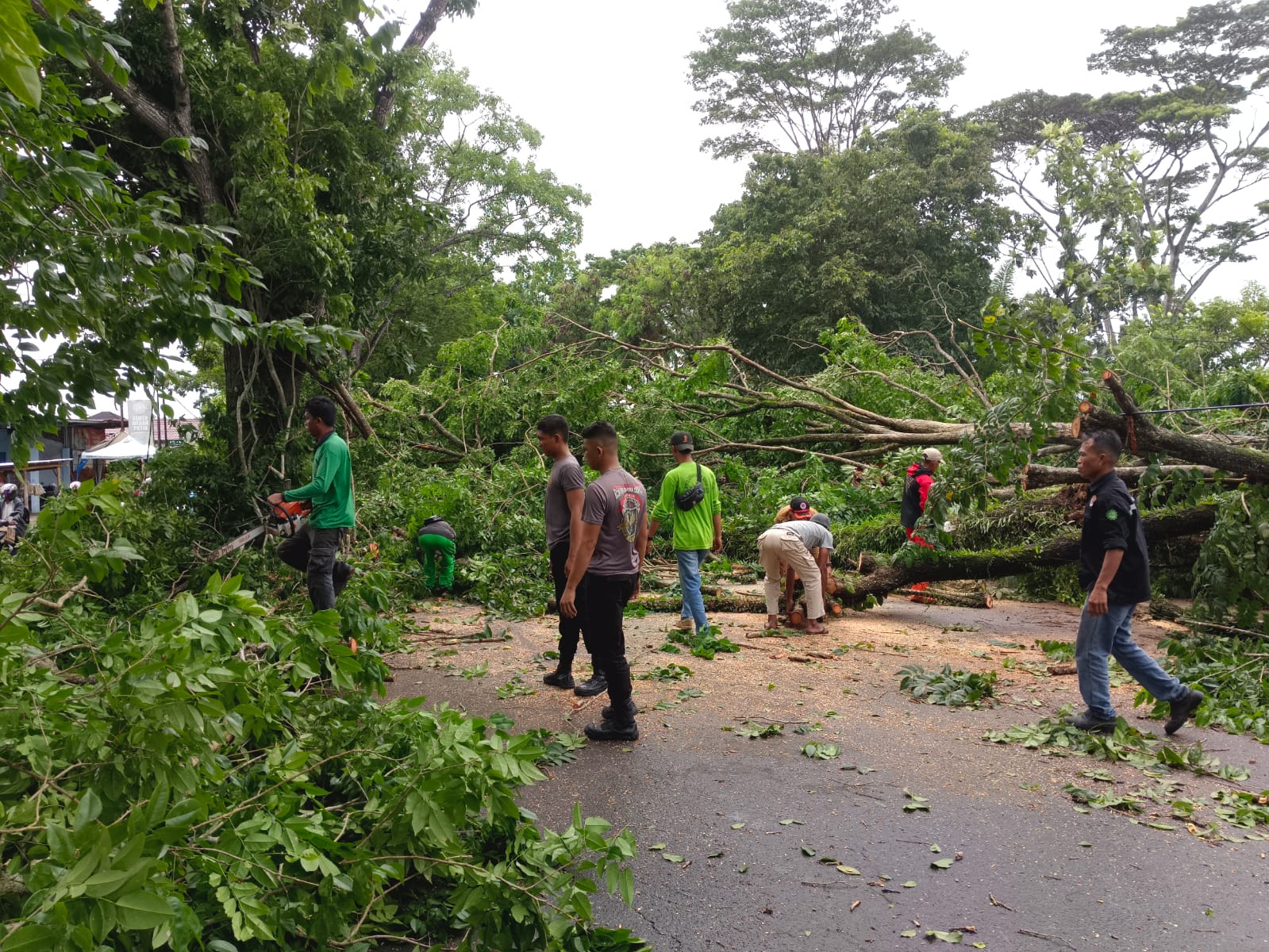 Cuaca Ekstrem, Anggota Polresta Bengkulu Tertimpa Pohon