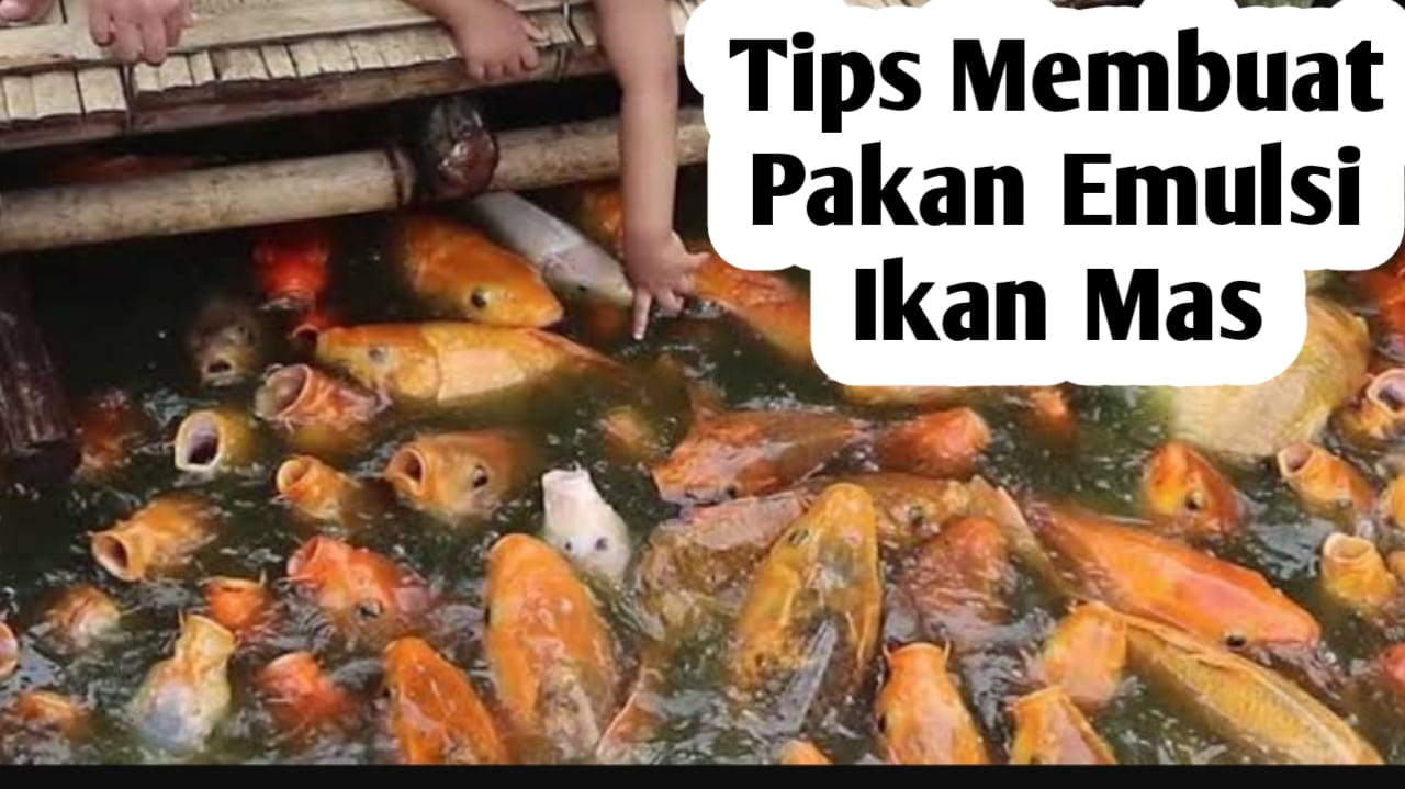 Tips Membuat Pakan Emulsi untuk Ikan Mas