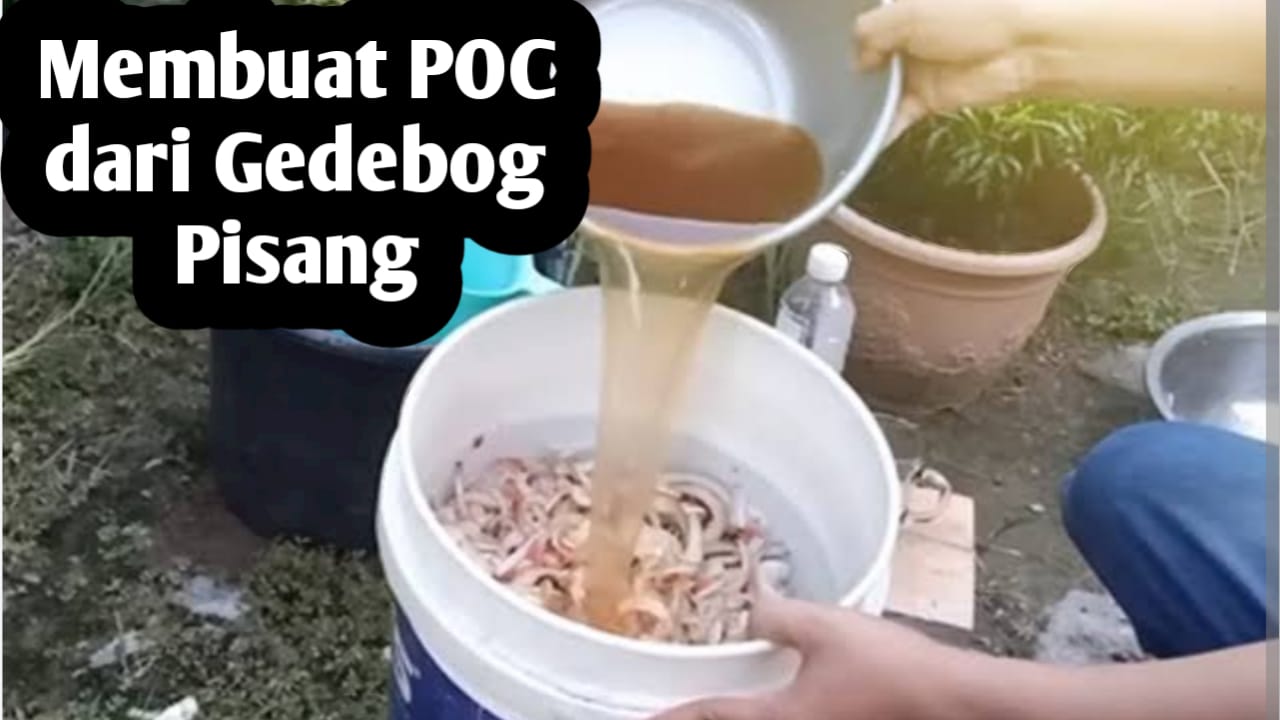 Membuat Pupuk Organik Cair dari Gedebog Pisang