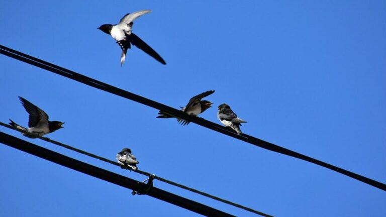 Kenapa Burung Tidak Tersengat Listrik Saat di Kabel? Ini Dia Penyebabnya