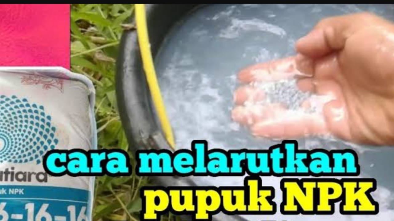 Cara Melarutkan Pupuk NPK yang Tepat