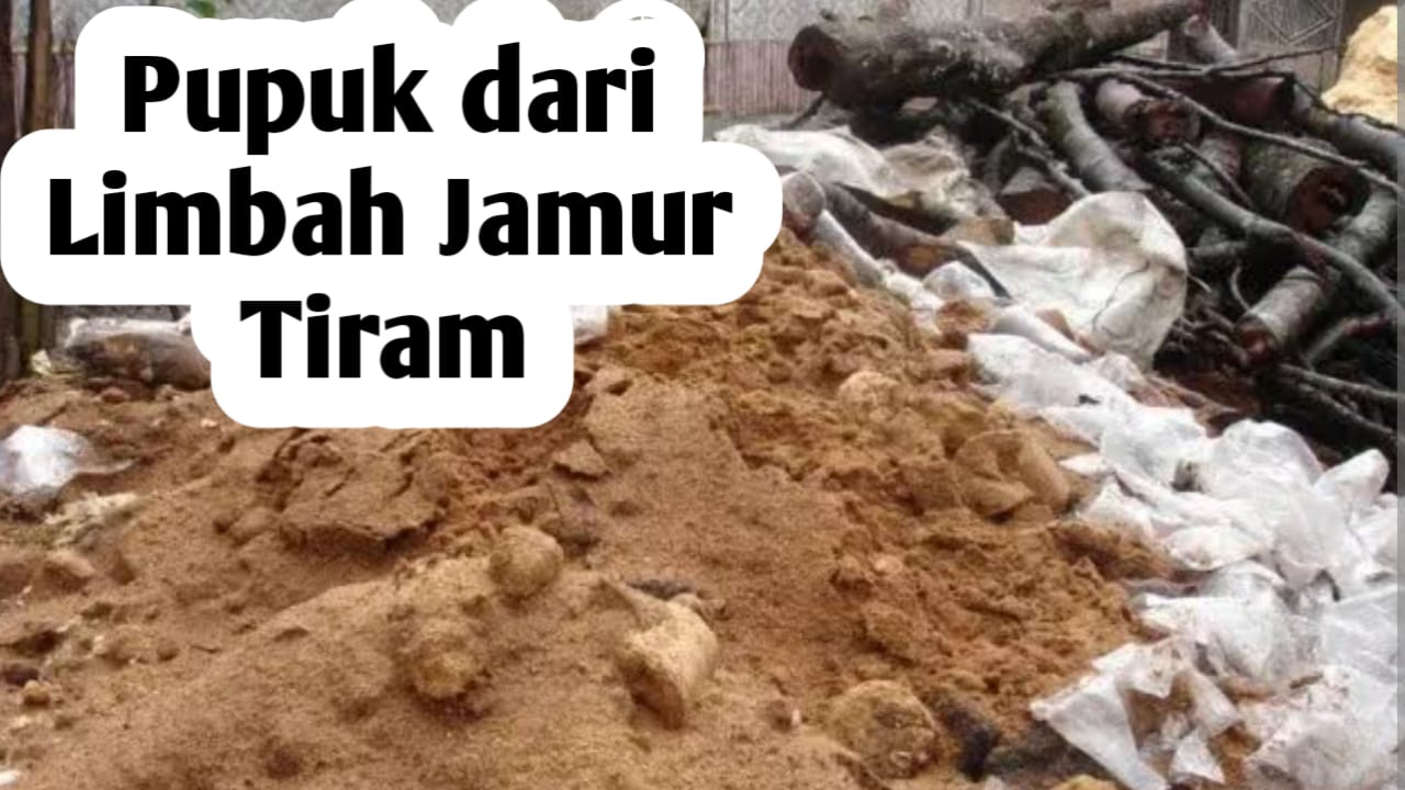 Cara Membuat Pupuk dari Limbah Jamur Tiram